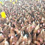 Major breakthrough as NBA partners MMUST to advance biosafety education